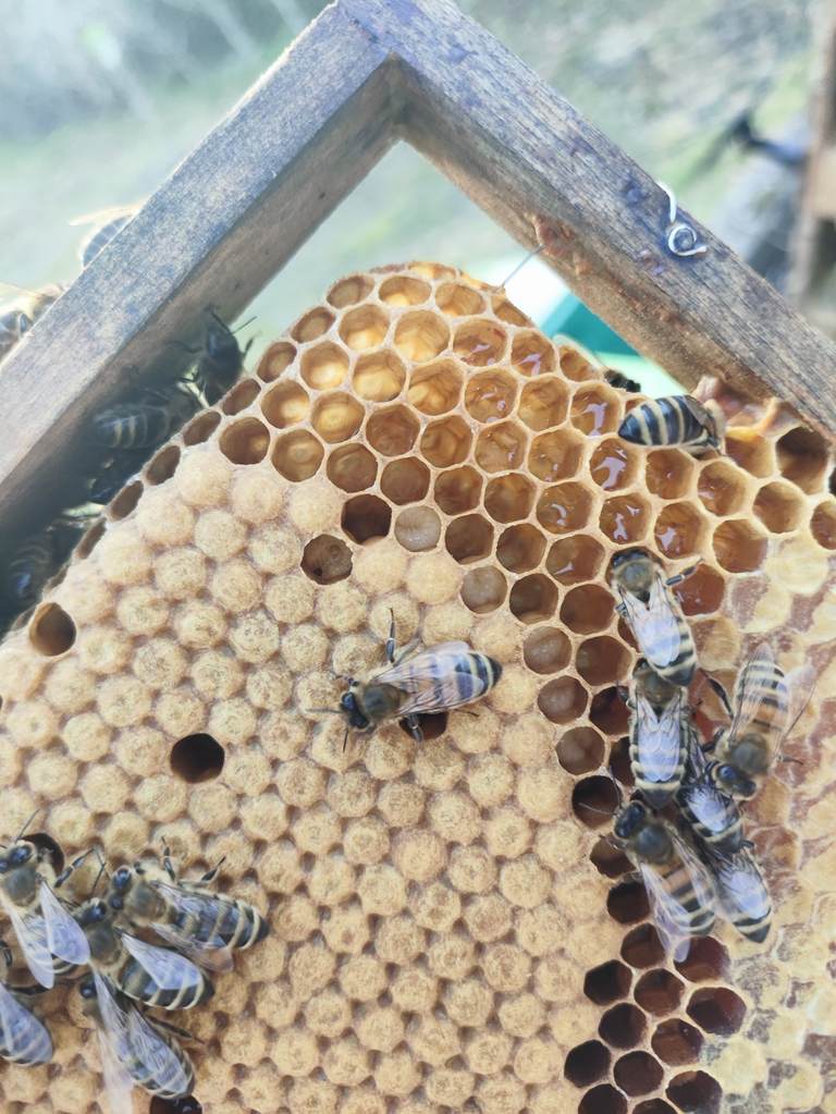 Bienen auf einer Wabe mit verdeckelter Brut und eingelagertem Nektar